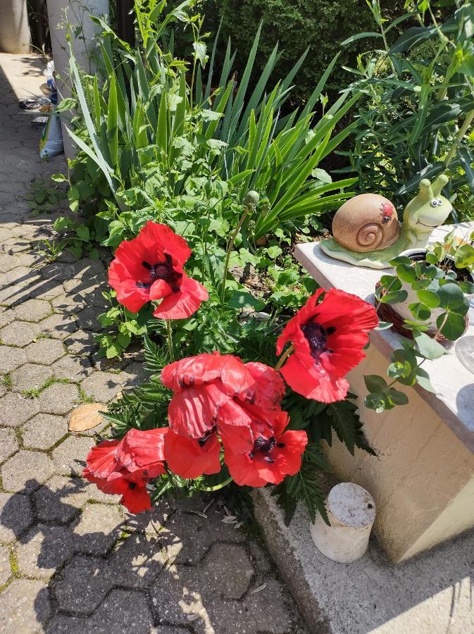 Villa Drenje Kljuc Brdovecki エクステリア 写真